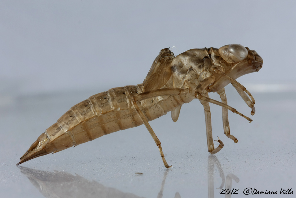 esuvia Aeshna da identificare: A. cyanea